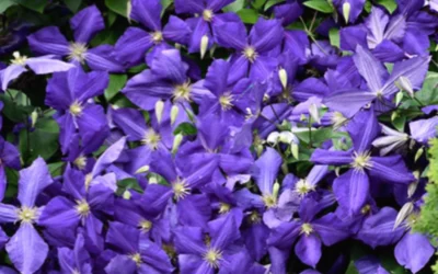 Clematis